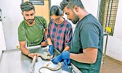 Young professionals rescuing snakes and protecting wildlife in Udupi