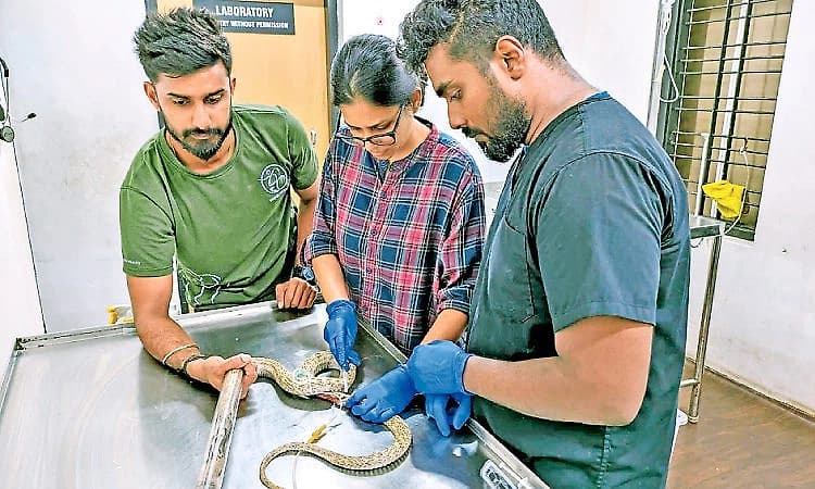 Young professionals rescuing snakes and protecting wildlife in Udupi