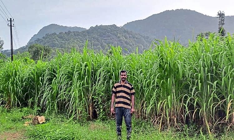 ಅಮಾಸೆಬೈಲಿನ ಕೃಷಿಕ ಸತೀಶ್‌ ಹೆಗ್ಡೆ ಯಶೋಗಾಥೆ: ಬರಡು ಭೂಮಿಯಲ್ಲಿ ಈಗ ಬಂಗಾರದ ಬೆಳೆ!