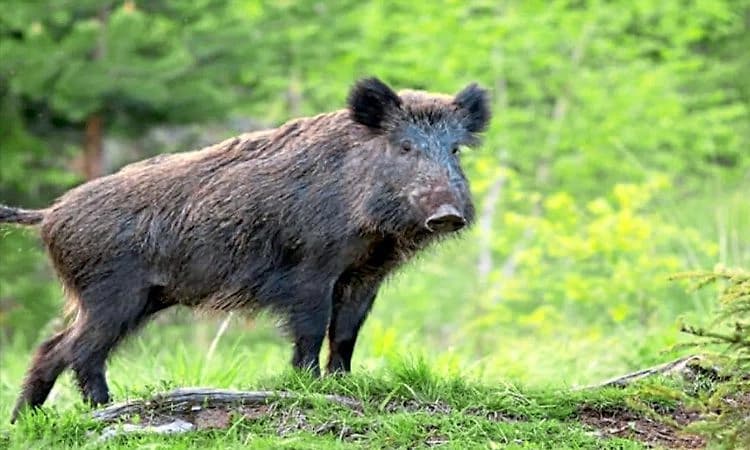 Kasaragod; ಕಾಡು ಹಂದಿ ತಿವಿತ: ಯುವಕನಿಗೆ ಗಂಭೀರ ಗಾಯ