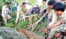 ಹಳೇ ಮೈಸೂರಲ್ಲಿ ಆಪರೇಷನ್ ವ್ಯಾಘ್ರ-ಹುಲಿಗಳ ಜಾಡು ಹಿಡಿದು ಸೆರೆ ಹಿಡಿಯುವುದೇ ರೋಚಕ!