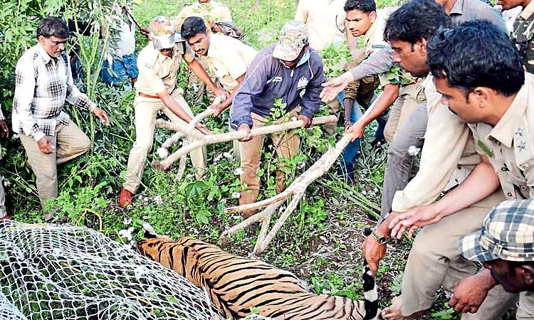 ಹಳೇ ಮೈಸೂರಲ್ಲಿ ಆಪರೇಷನ್ ವ್ಯಾಘ್ರ-ಹುಲಿಗಳ ಜಾಡು ಹಿಡಿದು ಸೆರೆ ಹಿಡಿಯುವುದೇ ರೋಚಕ!