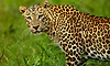 Maharashtra to send 50 leopards to Reliance Foundation's Vantara facility in Gujarat: Sources