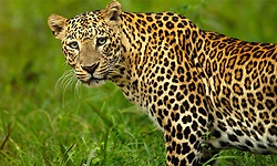 Leopard movement reported near Beltangady town