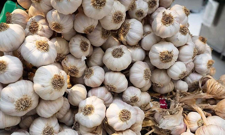 Garlic price touches Rs 300 per kg after selling at Rs 100