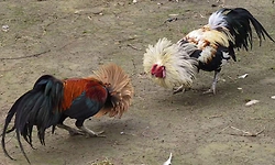 Sulya: ಅಕ್ರಮ ಕೋಳಿ ಅಂಕಕ್ಕೆ ಪೋಲೀಸ್‌ ದಾಳಿ