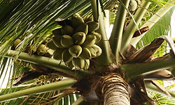 ಕೇಂದ್ರ ಬಜೆಟ್‌ನಲ್ಲಿ ‘ತೆಂಗು ಉತ್ತೇಜನ ಯೋಜನೆ’ ಘೋಷಣೆ; ಕರ್ನಾಟಕಕ್ಕೆ ವರದಾನ