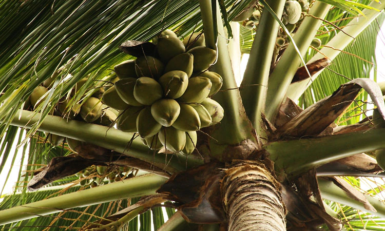 ಕೇಂದ್ರ ಬಜೆಟ್‌ನಲ್ಲಿ ‘ತೆಂಗು ಉತ್ತೇಜನ ಯೋಜನೆ’ ಘೋಷಣೆ; ಕರ್ನಾಟಕಕ್ಕೆ ವರದಾನ