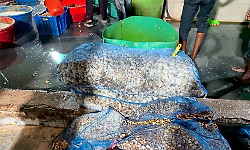 Over 4,000 kg adulterated ginger-garlic paste seized in Hyderabad, one arrested