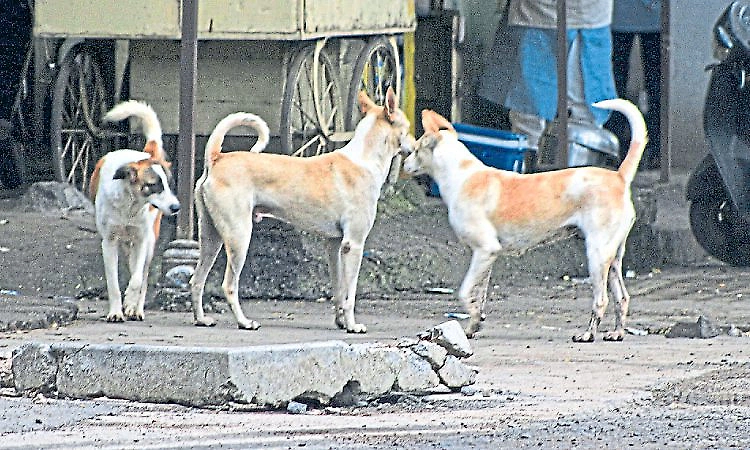 Target to make Mangaluru a 'Rabies-Free City'