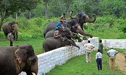 ಅರುಣಾಚಲ ಪ್ರದೇಶದಲ್ಲಿನ ಪುಂಡಾನೆ ಹಿಡಿಯಲು ಕರ್ನಾಟಕದಿಂದ 12 ಜನ ತಜ್ಞರ ತಂಡ