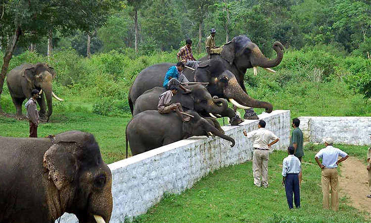 ಅರುಣಾಚಲ ಪ್ರದೇಶದಲ್ಲಿನ ಪುಂಡಾನೆ ಹಿಡಿಯಲು ಕರ್ನಾಟಕದಿಂದ 12 ಜನ ತಜ್ಞರ ತಂಡ