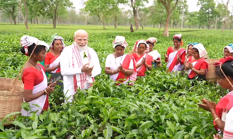 Assam; ಚಹಾ ತೋಟದಲ್ಲಿ ಕಾರ್ಮಿಕರೊಂದಿಗೆ ಎಲೆಗಳನ್ನು ಕಿತ್ತ ಮೋದಿ!: Video