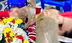 Viral Video: ಅನ್ನ ನೀಡಿದ ವೃದ್ಧೆಯ ಅಗಲಿಕೆಗೆ ಕಣ್ಣೀರಿಟ್ಟ ಮಂಗ