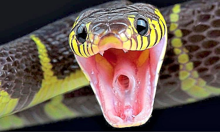 ಕರಾವಳಿಯಲ್ಲಿ 2 ವರ್ಷದಲ್ಲಿ 2,483 ಮಂದಿಗೆ ಹಾವು ಕಡಿತ!