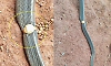 Gold ring found stuck on snake rescued from house in Mullarai