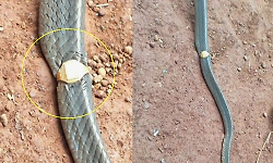 Gold ring found stuck on snake rescued from house in Mullarai