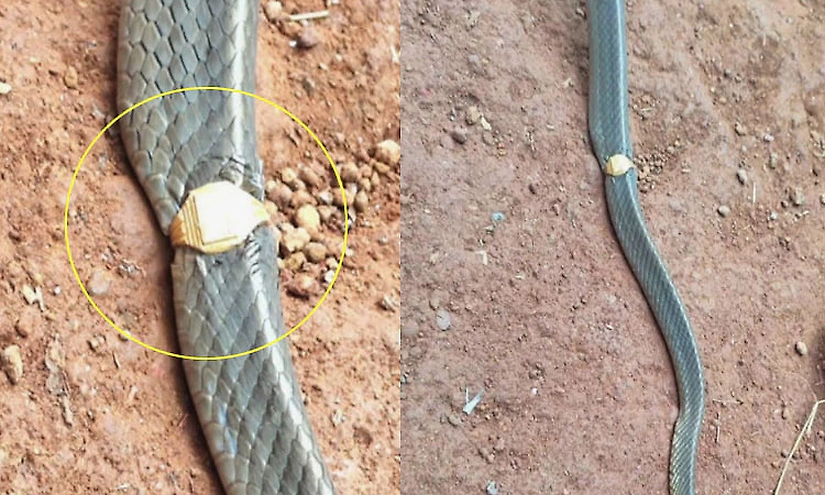 Gold ring found stuck on snake rescued from house in Mullarai
