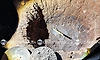 Man detained after digging pit amid human sacrifice rumour in Chamarajanagara
