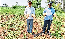 Farmer finds success with sugar beet cultivation in Rabkavi