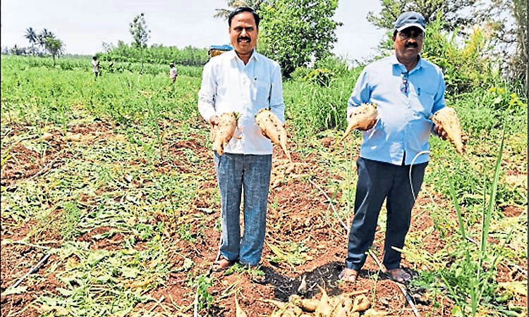 Farmer finds success with sugar beet cultivation in Rabkavi