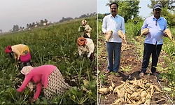 ಕೃಷಿಯಲ್ಲಿ ಹೊಸ ಸಾಹಸ: ಸಕ್ಕರೆ ಗಡ್ಡೆ ಬೆಳೆದು ಯಶಸ್ವಿಯಾದ ರೈತ ಸದಾಶಿವ ಬಂಗಿ