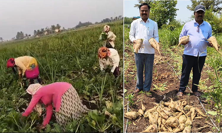 ಕೃಷಿಯಲ್ಲಿ ಹೊಸ ಸಾಹಸ: ಸಕ್ಕರೆ ಗಡ್ಡೆ ಬೆಳೆದು ಯಶಸ್ವಿಯಾದ ರೈತ ಸದಾಶಿವ ಬಂಗಿ