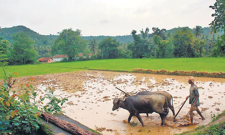 ಕರಾವಳಿಯಲ್ಲಿ 1.18 ಲಕ್ಷ 'ಕೇಂದ್ರ ರೈತ ಐಡಿ' ಬಾಕಿ!