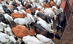 Tamil Nadu govt moves SC against Madras HC order banning cow slaughter