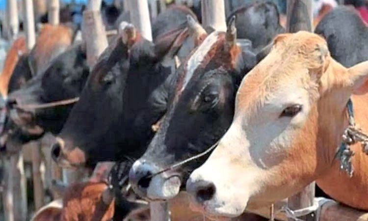 ಗೋಹತ್ಯೆ ನಿಷೇಧ ಪ್ರಶ್ನಿಸಿ ಸುಪ್ರೀಂಗೆ ತ.ನಾಡು ಅರ್ಜಿ