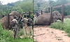 ರೈಲ್ವೆ ಬ್ಯಾರಿಕೇಡ್ ತಡೆಗೋಡೆಯಲ್ಲಿ ಸಿಲುಕಿದ ಕಾಡಾನೆ; ಅರಣ್ಯ ಸಿಬ್ಬಂದಿಯಿಂದ ಕಾರ್ಯಾಚರಣೆ