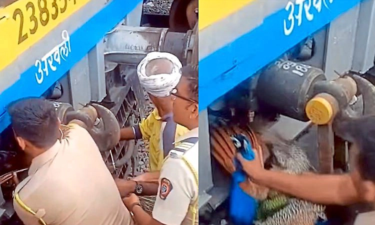 Video ರೈಲಿನ ಎಂಜಿನ್‌ ಒಳಗೆ ಸಿಲುಕಿದ ರಾಷ್ಟ್ರಪಕ್ಷಿ... ರೈಲ್ವೆ ಸಿಬ್ಬಂದಿಯಿಂದ ರಕ್ಷಣೆ