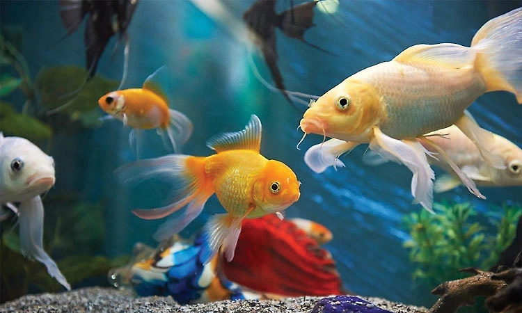 13-year-old boy goes missing after parents refuse to let him keep aquarium fish