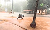 ದಕ್ಷಿಣ ಕನ್ನಡ, ಉಡುಪಿ ಜಿಲ್ಲೆಯಾದ್ಯಂತ ಬಿರುಸಿನ ಮಳೆ