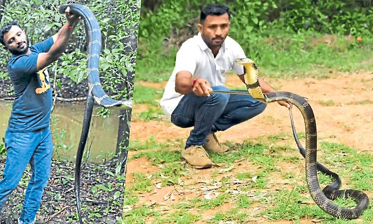 ಹಾವು ರಕ್ಷಣೆ ಮಾಡುವವರಿಗೆ ಭದ್ರತೆಯೇ ಇಲ್ಲ