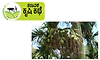 Sulya: ಮಳೆ-ಬಿಸಿಲು; ಮತ್ತೆ ಕೊಳೆರೋಗದ ಭೀತಿ