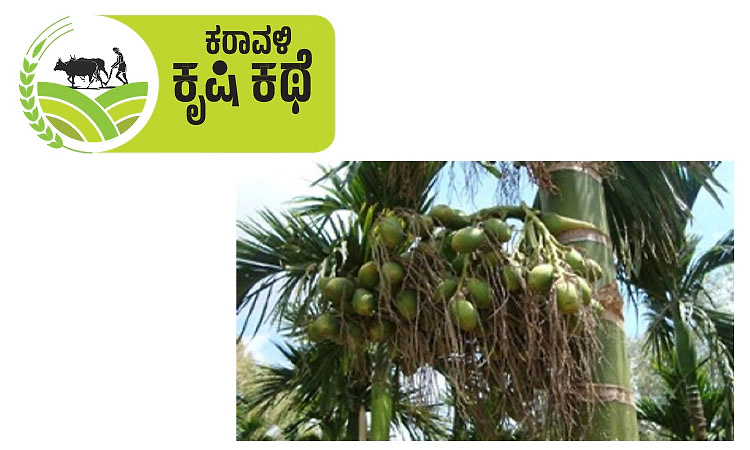 Sulya: ಮಳೆ-ಬಿಸಿಲು; ಮತ್ತೆ ಕೊಳೆರೋಗದ ಭೀತಿ