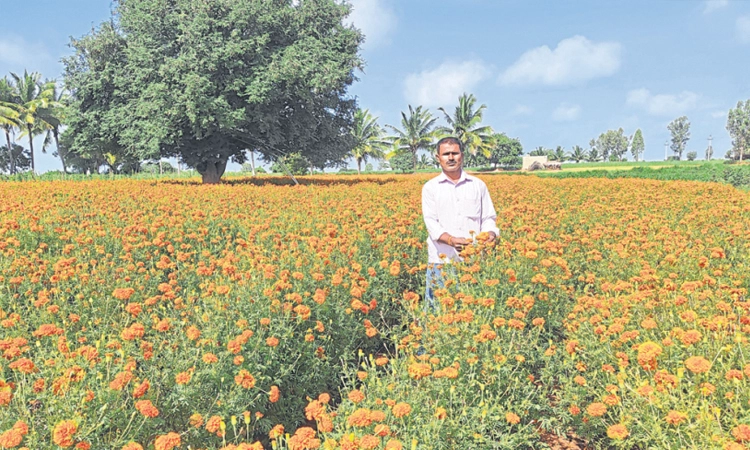 ಶರಣಪ್ಪನ ಬದುಕು ಅರಳಿಸಿದ ಚೆಂಡು ಹೂವು!