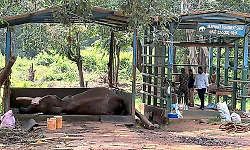 Elephant Shaurya dies at Sakrebailu elephant camp in Shivamogga
