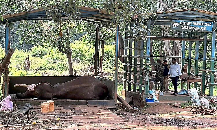 Elephant Shaurya dies at Sakrebailu elephant camp in Shivamogga