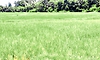 Karkala:ಮಳೆ ಕೊರತೆ: ಭತ್ತದ ಬೆಳೆಗಾರರಿಗೆ ಆತಂಕ