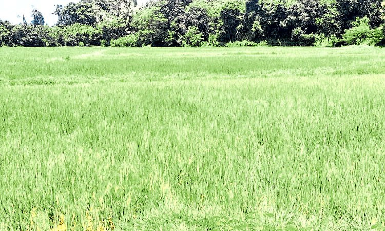 Karkala:ಮಳೆ ಕೊರತೆ: ಭತ್ತದ ಬೆಳೆಗಾರರಿಗೆ ಆತಂಕ
