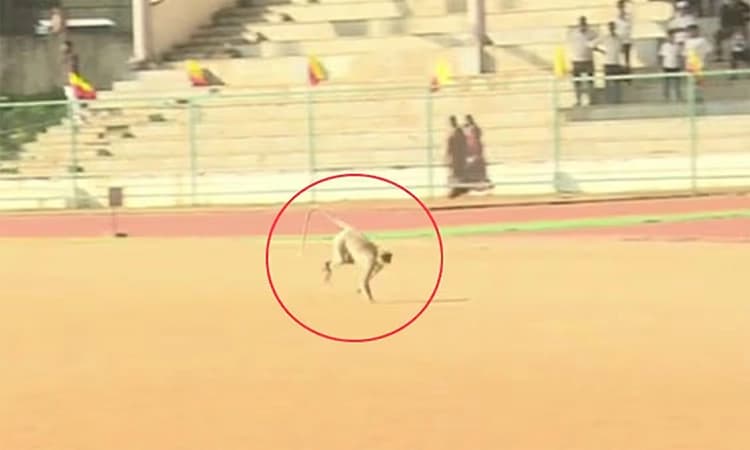 Gadag: Monkey disrupts Karnataka Rajyotsava celebrations, attacks KSRTC staff at district stadium