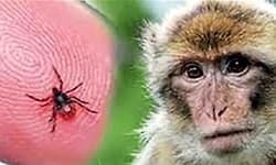 Shivamogga: 50 ವರ್ಷದ ಮಹಿಳೆಗೆ ಮಂಗನ ಕಾಯಿಲೆ; ಜನರಲ್ಲಿ ಹೆಚ್ಚಿದ ಆತಂಕ