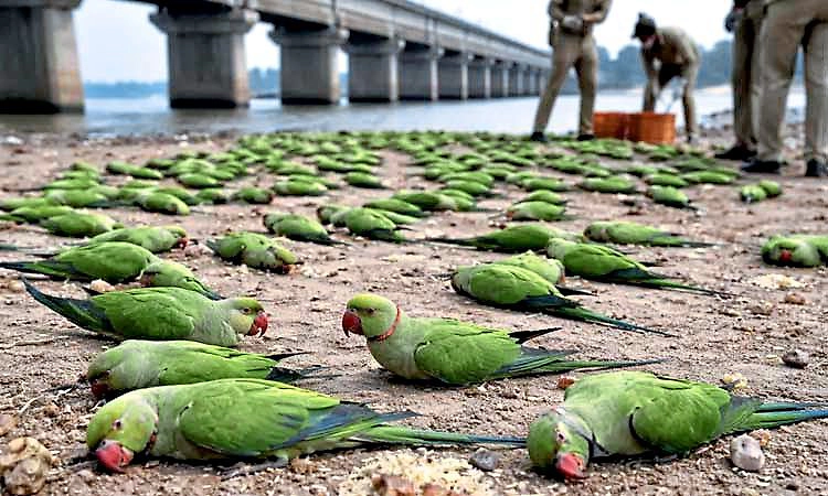 Tragedy: ನರ್ಮದಾ ನದಿ ತೀರದಲ್ಲಿ 200ಕ್ಕೂ ಅಧಿಕ ಗಿಳಿಗಳ ಮಾರಣಹೋಮ... ವಿಷಪ್ರಾಶನ ಶಂಕೆ