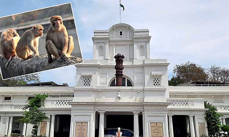 ದಿಲ್ಲಿ ಅಸೆಂಬ್ಲೀಲಿ ಮಂಗ ಓಡಿಸಲು ಲಂಗೂರ್‌ನಂತೆ ಸದ್ದು ಮಾಡೋರಿಗೆ ಮೊರೆ!