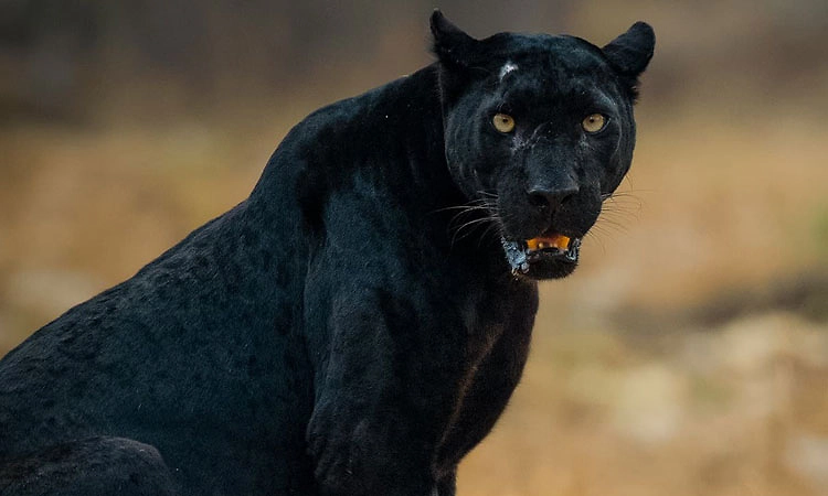 ಬೆಳಗಾವಿ ಬಳಿ ಕಪ್ಪು ಚಿರತೆ ದರ್ಶನ; ರೈತರಲ್ಲಿ ಆತಂಕ