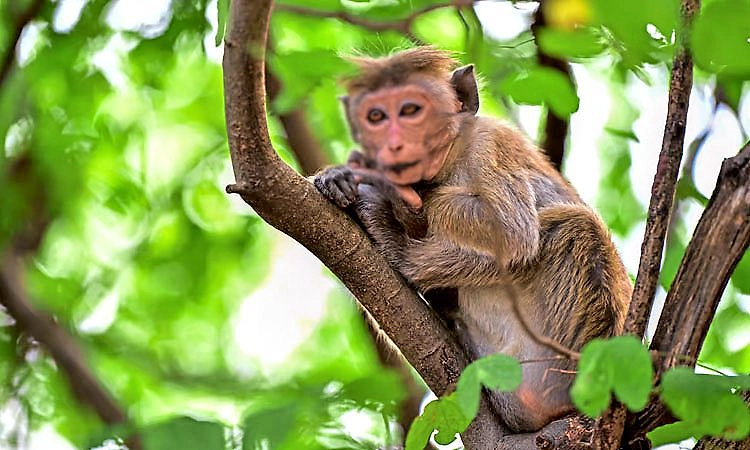 Kundapura: ಹಾಲಾಡಿಯಲ್ಲೂ 2 ಮಂಗಗಳ ಶವ ಪತ್ತೆ