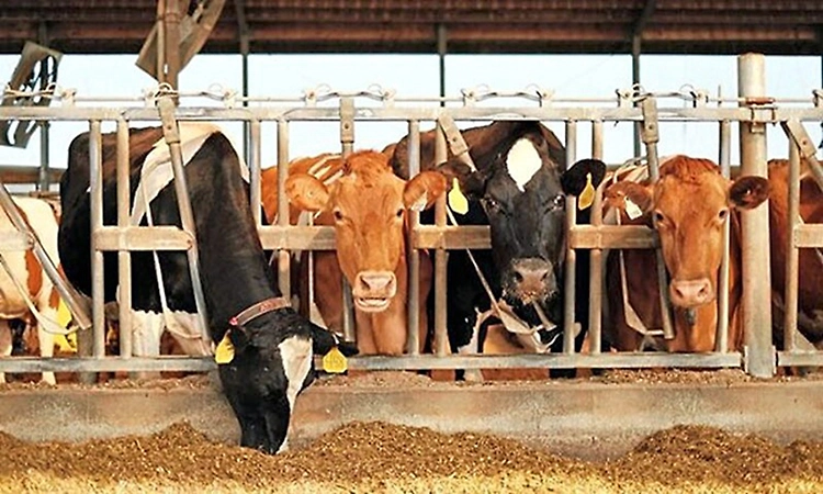 Compensation pending for 282 cattle under Anugraha scheme in coastal Karnataka