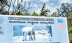 Karkala: ಕುದುರೆಮುಖ ಅರಣ್ಯ ವಿಭಾಗಕ್ಕೆ ಸಿಬಂದಿ ಕೊರತೆ